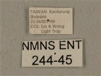 全緣缺角天蛾藏品圖，第3張