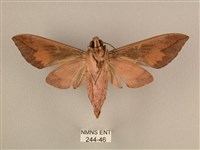 背中白天蛾藏品圖，第2張