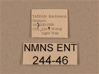 背中白天蛾藏品圖，第3張