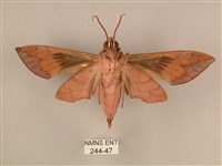 背中白天蛾藏品圖，第2張