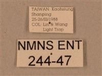 背中白天蛾藏品圖，第3張