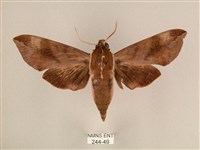 背中白天蛾藏品圖，第1張