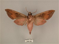 背中白天蛾藏品圖，第2張