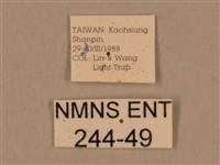 背中白天蛾藏品圖，第3張