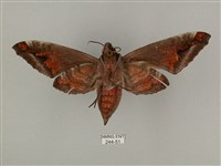 全緣缺角天蛾藏品圖，第2張