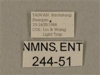 全緣缺角天蛾藏品圖，第3張