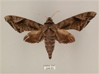 全緣缺角天蛾藏品圖，第1張