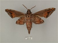 全緣缺角天蛾藏品圖，第2張