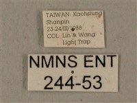 全緣缺角天蛾藏品圖，第3張