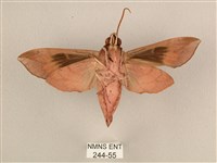 背中白天蛾藏品圖，第2張