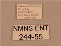 背中白天蛾藏品圖，第3張