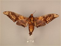 臀角斑天蛾藏品圖，第2張