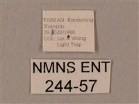 臀角斑天蛾藏品圖，第3張