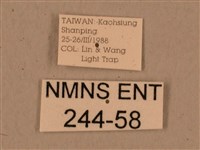 背中白天蛾藏品圖，第3張