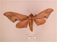 直翅六點天蛾藏品圖，第1張