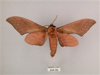 直翅六點天蛾藏品圖，第2張