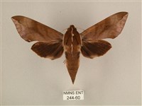 背中白天蛾藏品圖，第1張