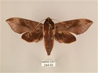 背中白天蛾藏品圖，第1張