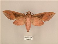 背中白天蛾藏品圖，第2張