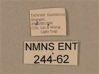 背中白天蛾藏品圖，第3張