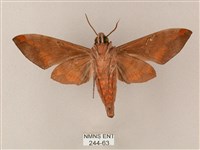 臺灣缺角天蛾藏品圖，第2張