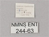 臺灣缺角天蛾藏品圖，第3張
