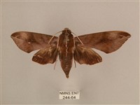 背中白天蛾藏品圖，第1張