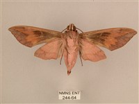 背中白天蛾藏品圖，第2張