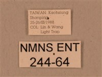 背中白天蛾藏品圖，第3張