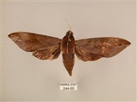 背中白天蛾藏品圖，第1張