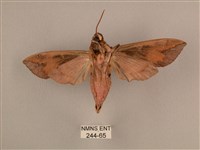 背中白天蛾藏品圖，第2張