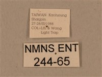 背中白天蛾藏品圖，第3張