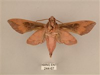 背中白天蛾藏品圖，第2張