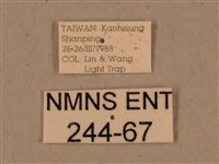 背中白天蛾藏品圖，第3張