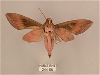 背中白天蛾藏品圖，第2張