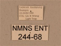 背中白天蛾藏品圖，第3張