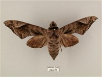 全緣缺角天蛾藏品圖，第1張