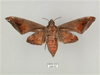 全緣缺角天蛾藏品圖，第2張