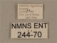 全緣缺角天蛾藏品圖，第3張