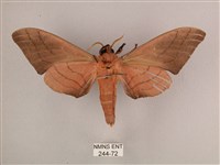 直翅六點天蛾藏品圖，第2張