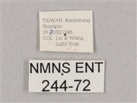 直翅六點天蛾藏品圖，第3張