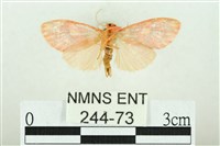 三色豔苔蛾藏品圖，第2張