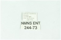 三色豔苔蛾藏品圖，第3張