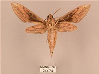 背線天蛾藏品圖，第2張