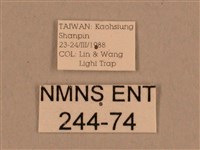 背線天蛾藏品圖，第3張