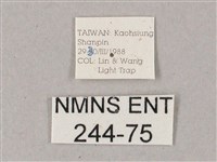 雙斑白肩天蛾藏品圖，第3張