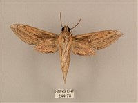 背線天蛾藏品圖，第2張