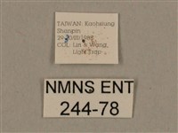 背線天蛾藏品圖，第3張