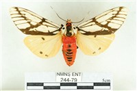 乳白斑燈蛾藏品圖，第1張