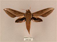 背線天蛾藏品圖，第1張